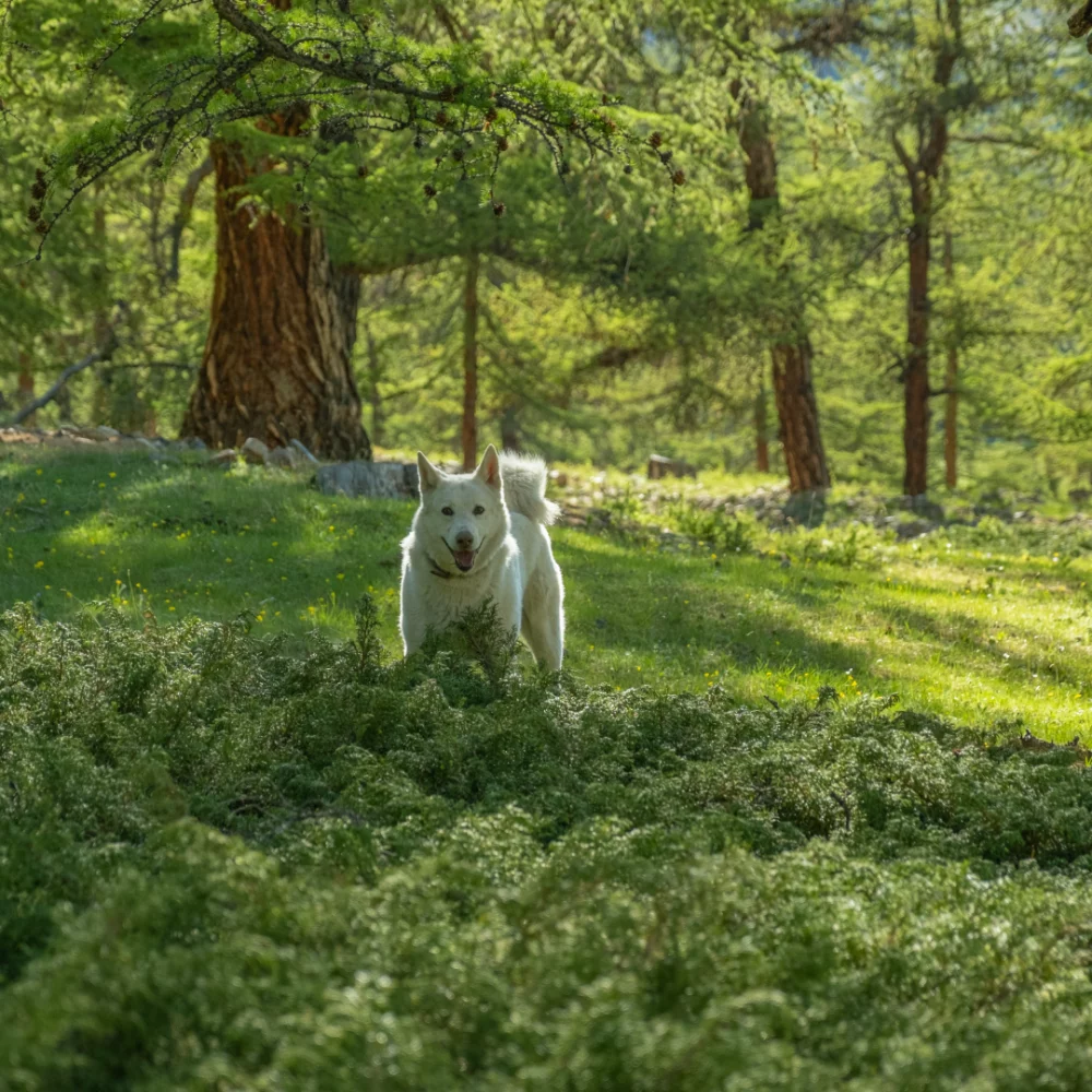 trekking_dog_